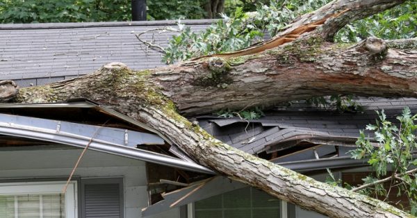 Roof Damage Tree